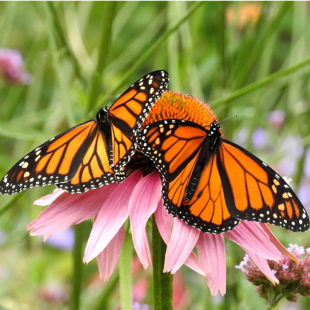 how to attract monarch butterflies