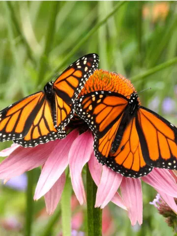 how to attract monarch butterflies