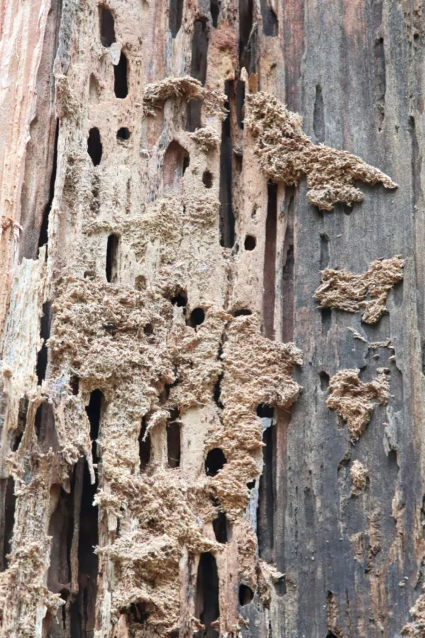 tunnels - stop carpenter ants