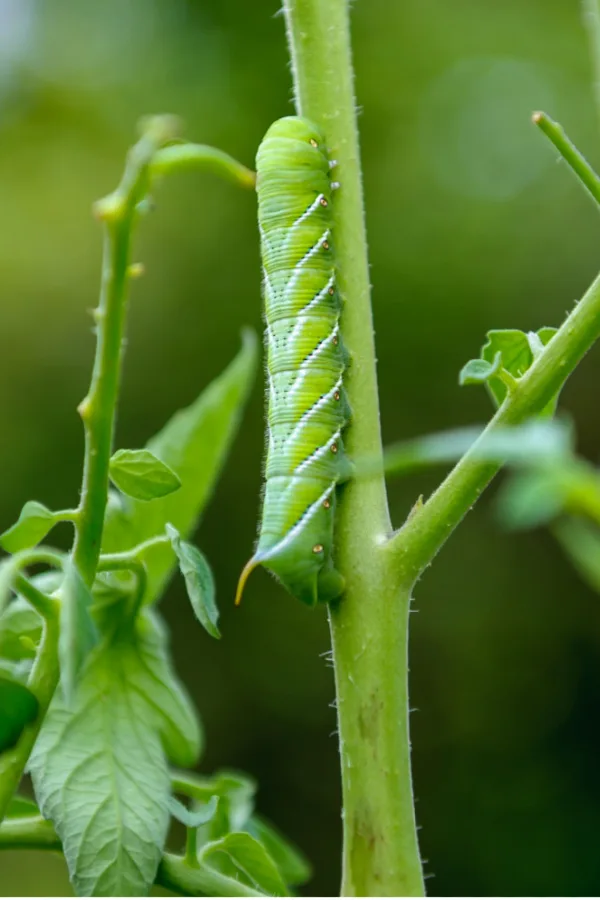garden pests