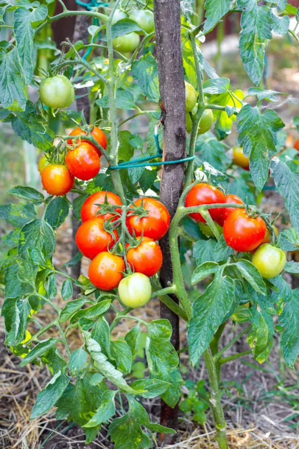Tomato plant