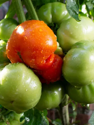 fertilize tomatoes in the summer