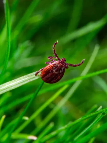 how to get rid of ticks
