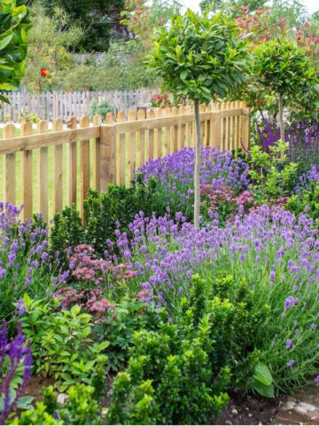 growing lavender