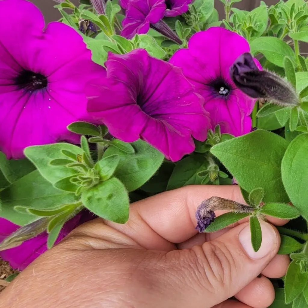 how to deadhead petunias