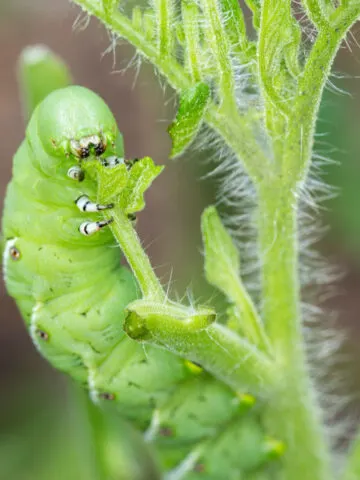 how to find tomato hornworms