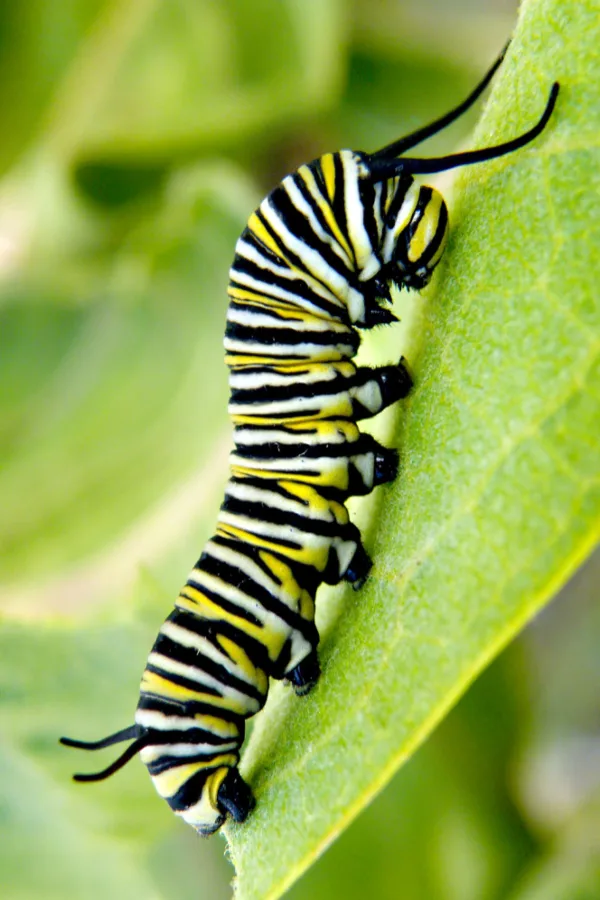 caterpillar