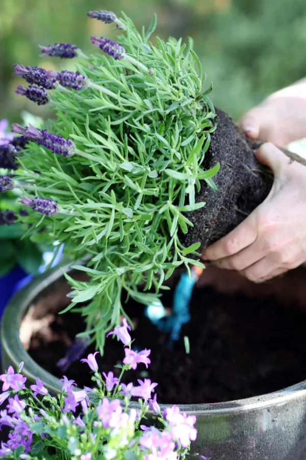 potted lavender