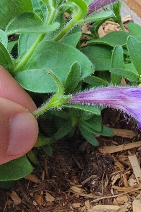 removing petunia flower and seed head