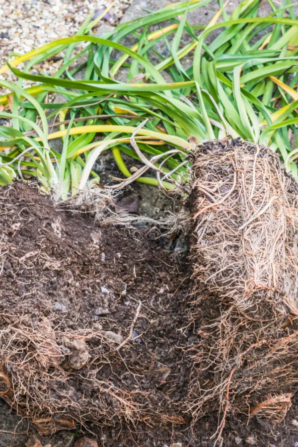 splitting perennials