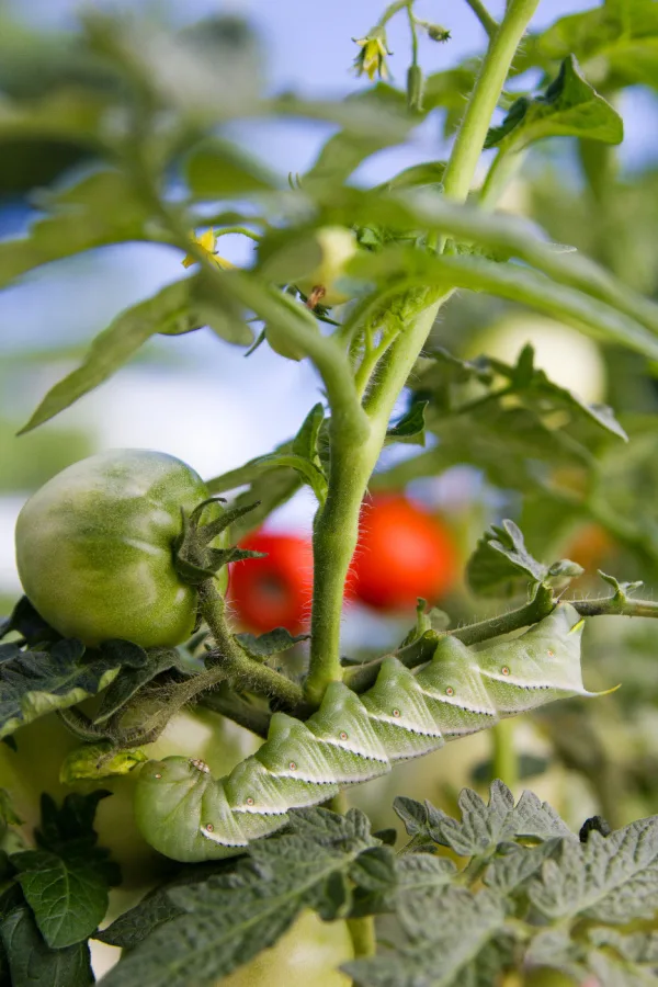 tomato hornworms find