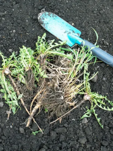 A pile of weeds on top of a compost pile