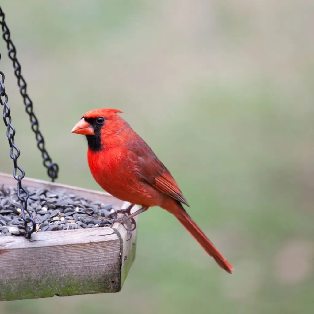 Cardinal - How To Feed Birds In the Fall