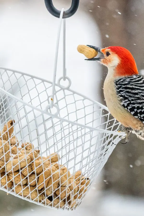 Woodpecker eating peanuts