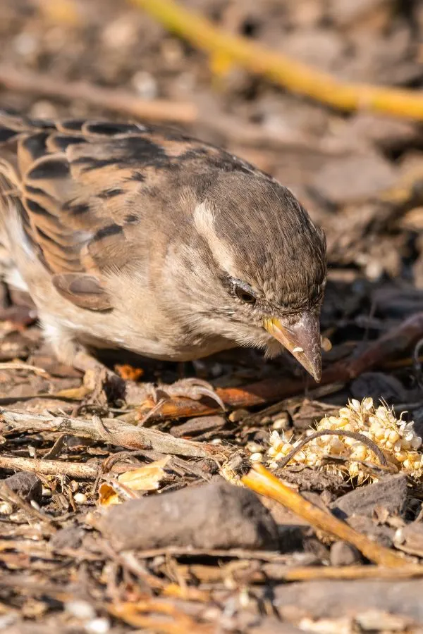 Finch eating millet