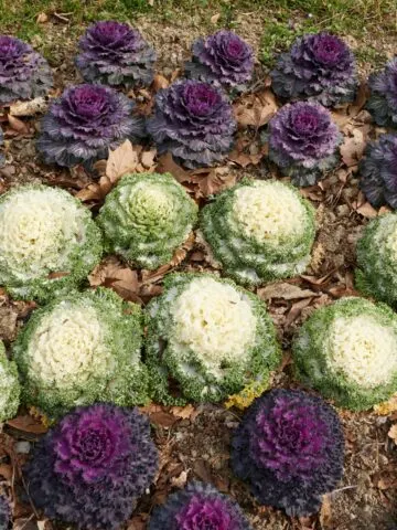 Ornamental Kale