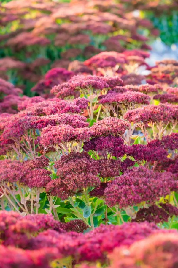 sedum