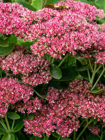 best fall blooming perennials