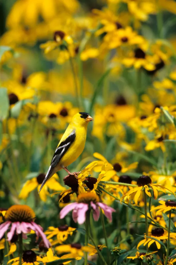 black eyed Susan after they bloom