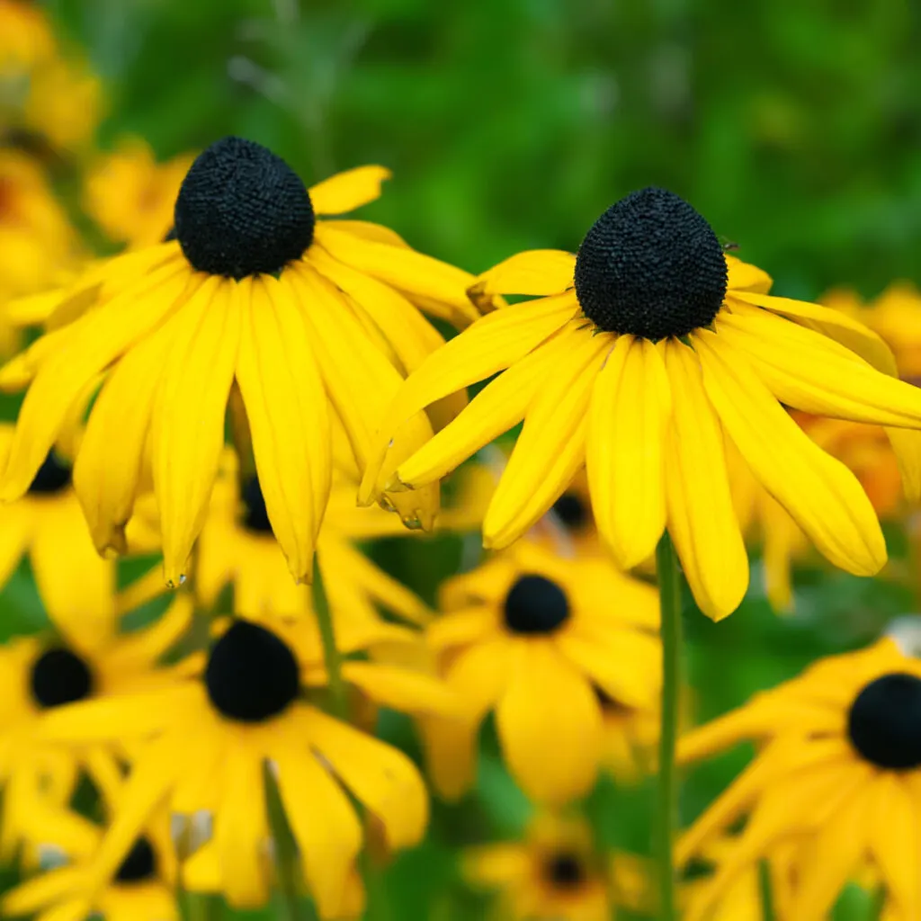 perennials that attract bees and pollinators