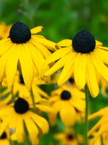 Black eyed Susan after they bloom