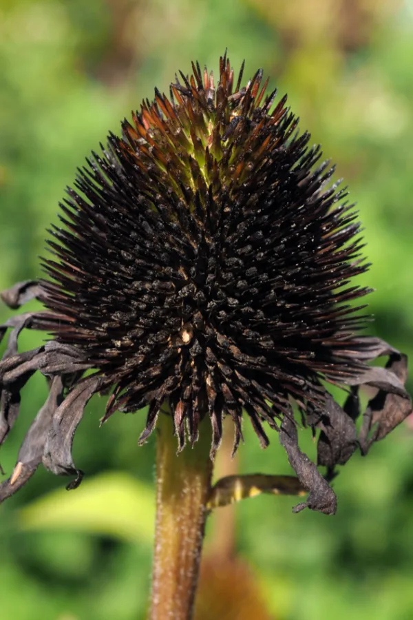 coneflower seed head