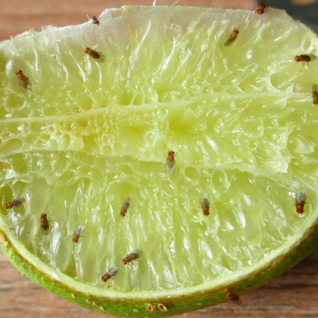 how to stop fruit flies and gnats