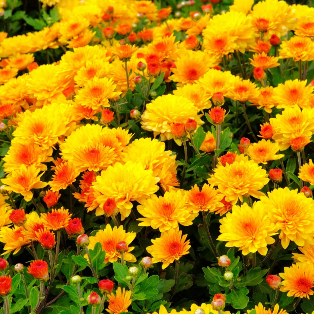 keep mums blooming longer