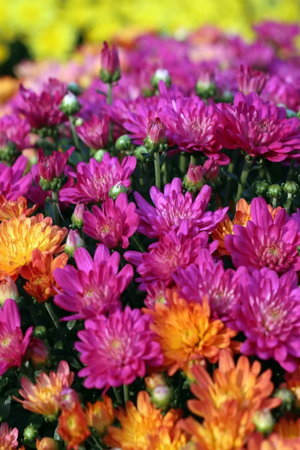 mums in autumn