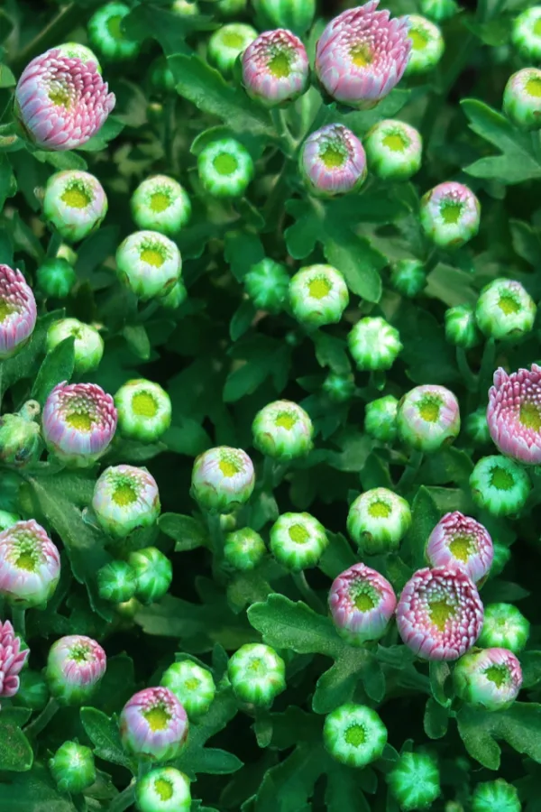 mums with blooms