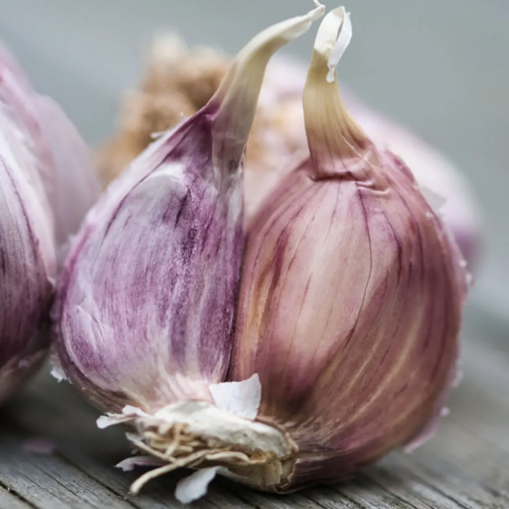 planting fall garlic