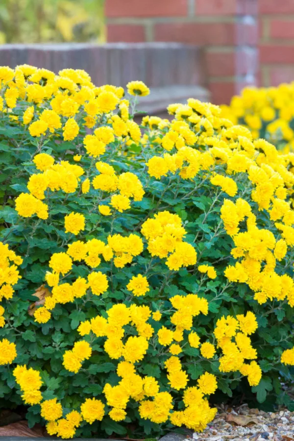 planting hardy mums