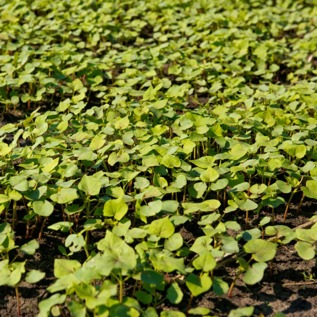 Young buckwheat plants growing and covering bare soil.