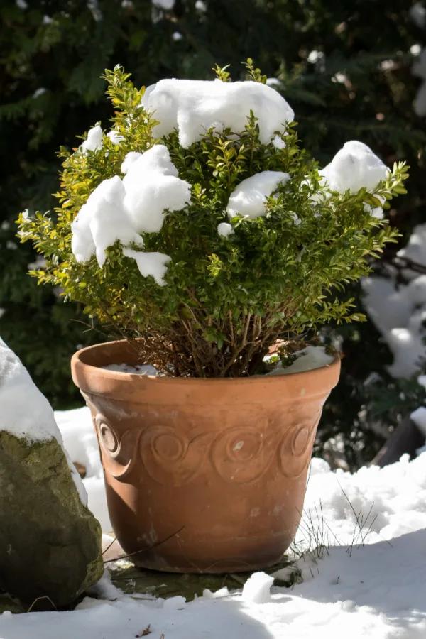 Evergreens growing in winter