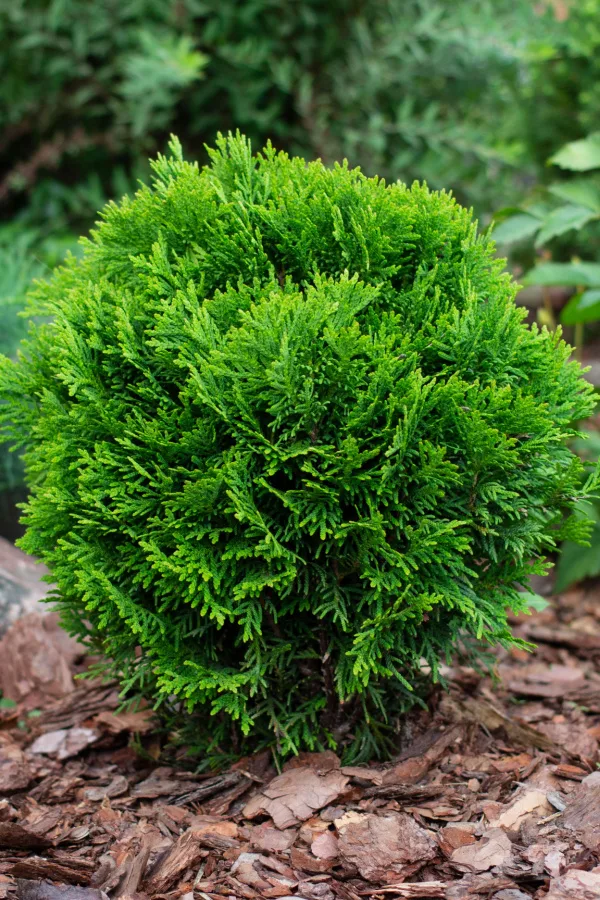 A Bowling Ball evergreen growing in the ground.