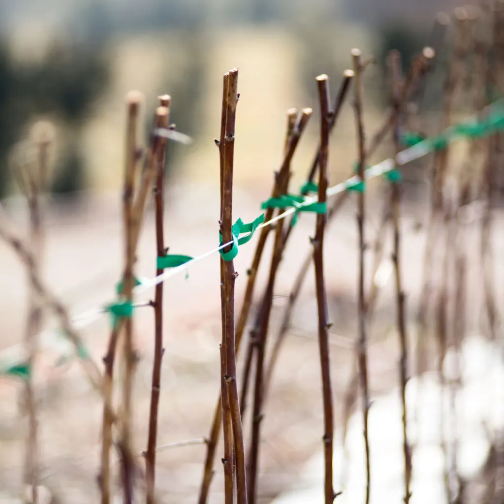 Pruned and properly trellised raspberry plants for winter.