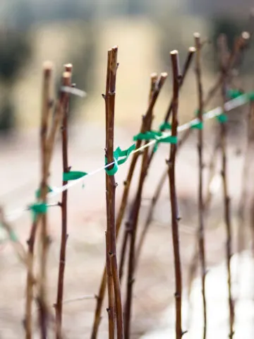 Pruned Blackberry & Raspberry Plants In The Fall
