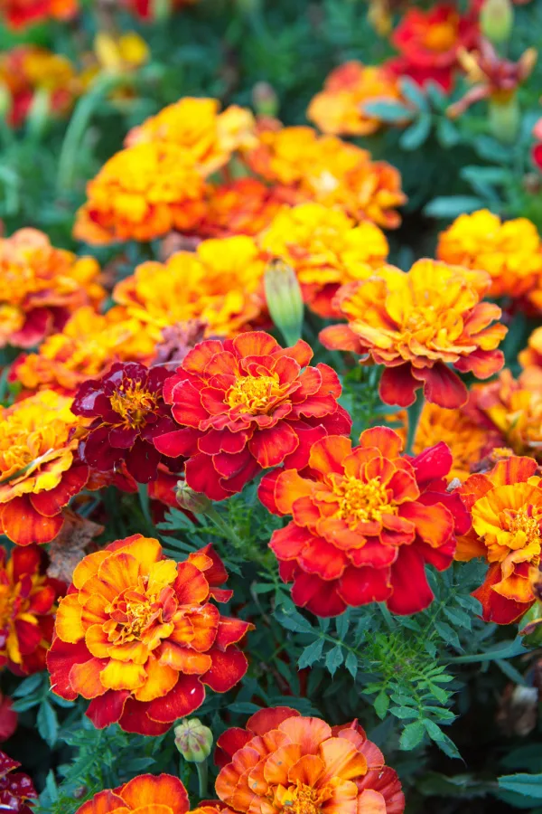 marigolds in pots