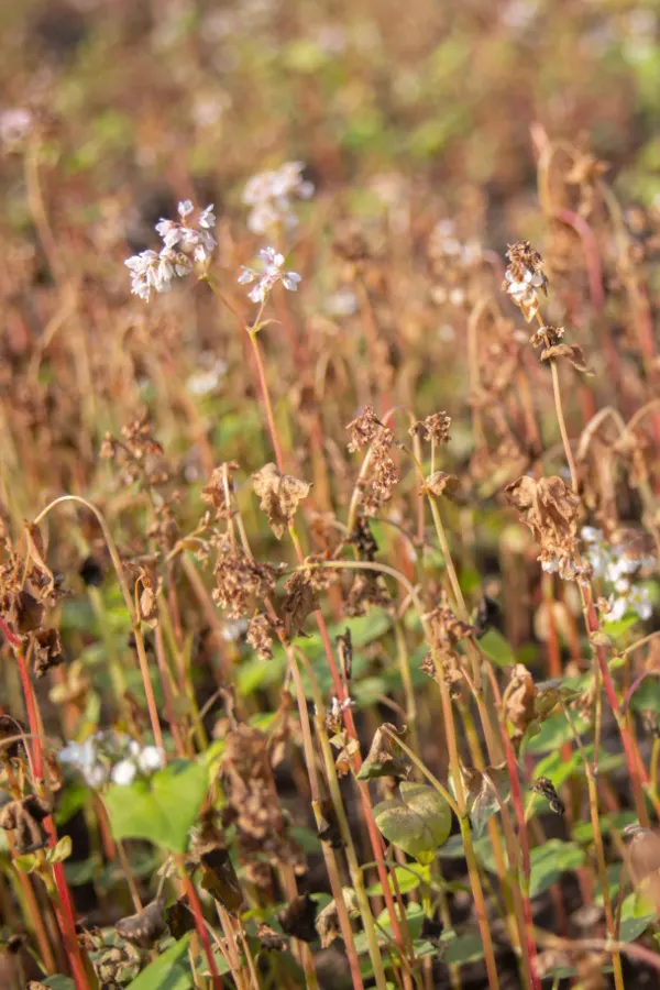 Buckwheat plants dying due to a recent frost.