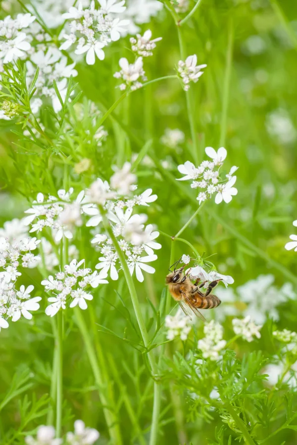 A bee landed on the flowers of buckwheat plants.