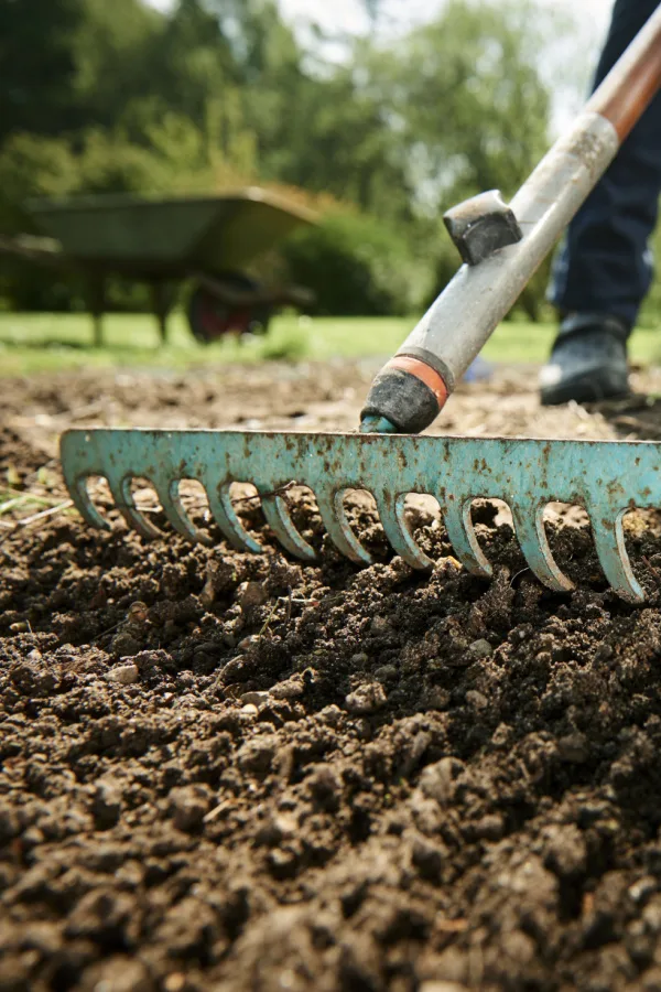 A rake loosening up garden soil.