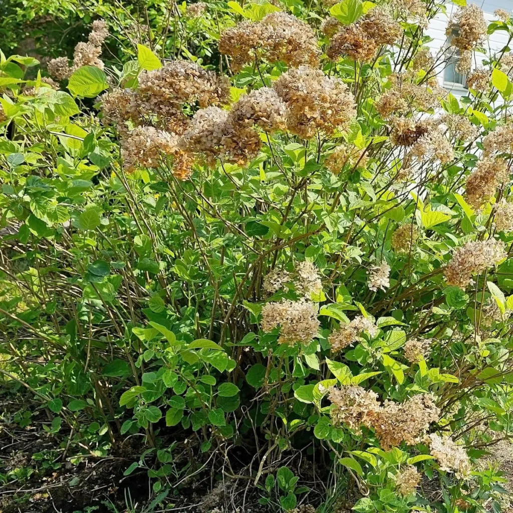 fall hydrangea care