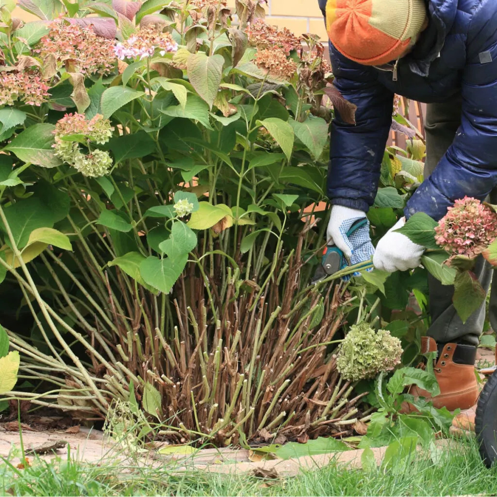 fall hydrangea care