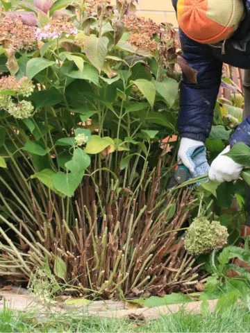 fall hydrangea care