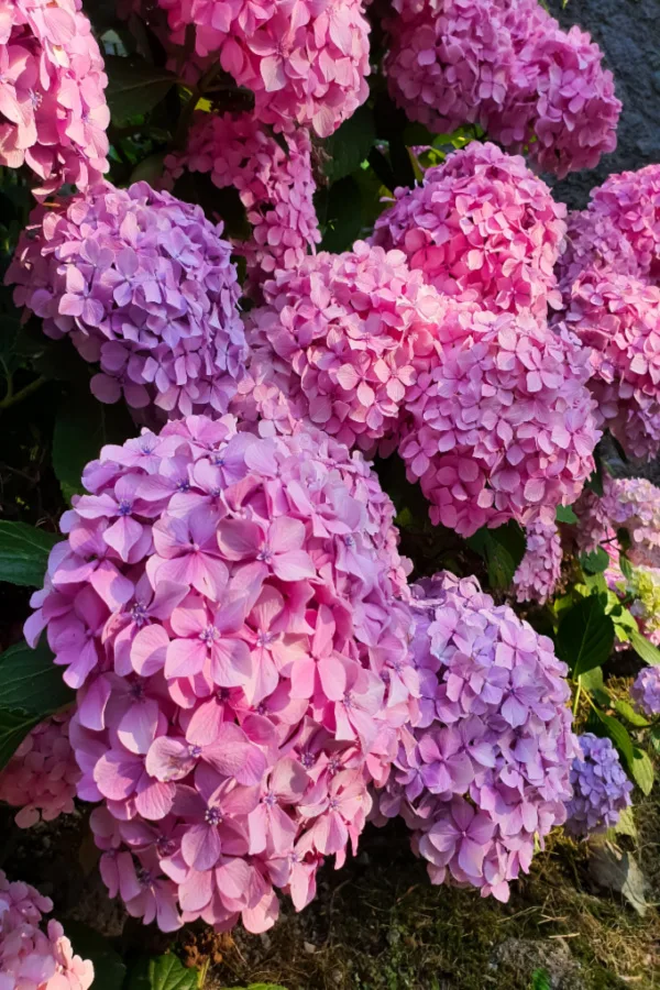mophead blooms