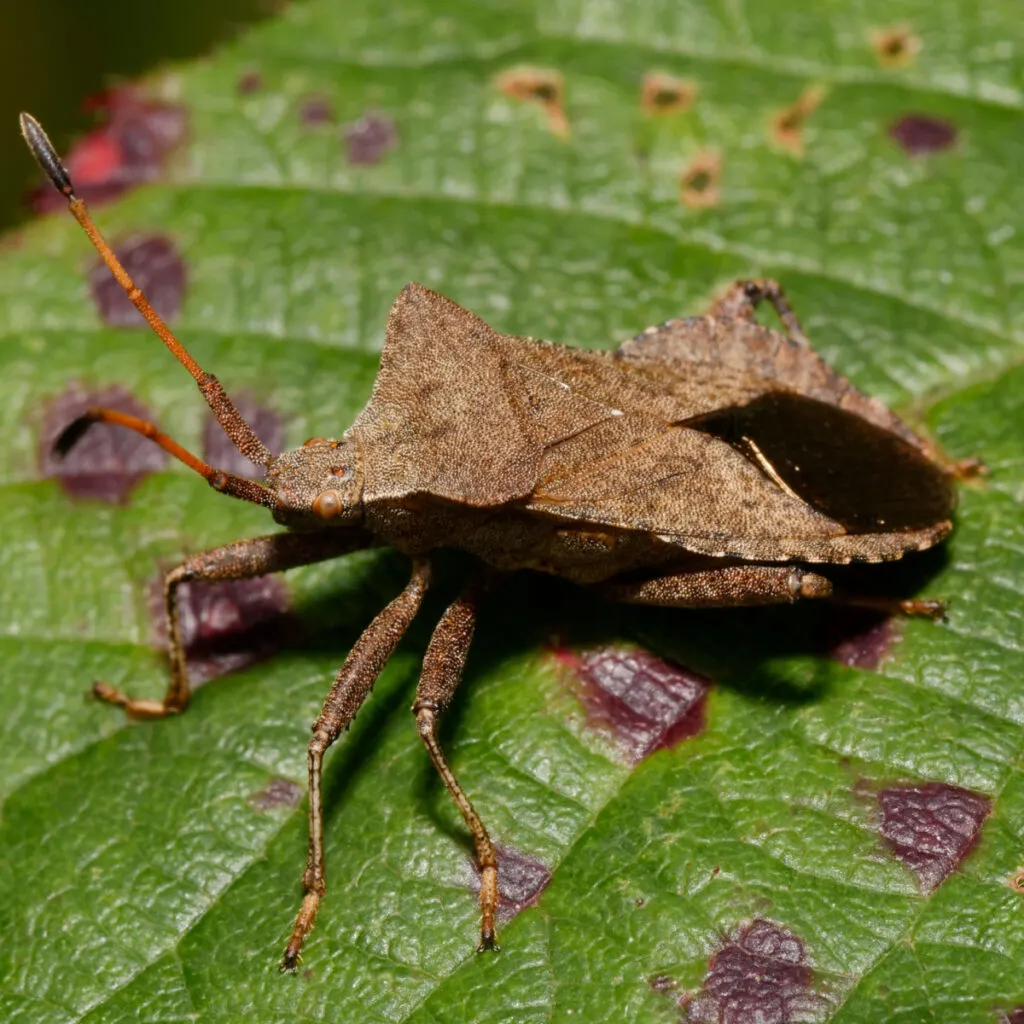 how to get rid of squash bugs