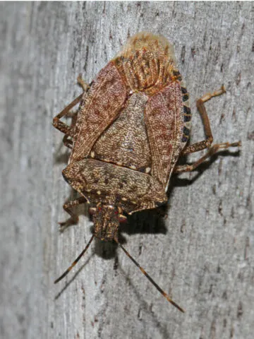 How To Stop Stink Bugs