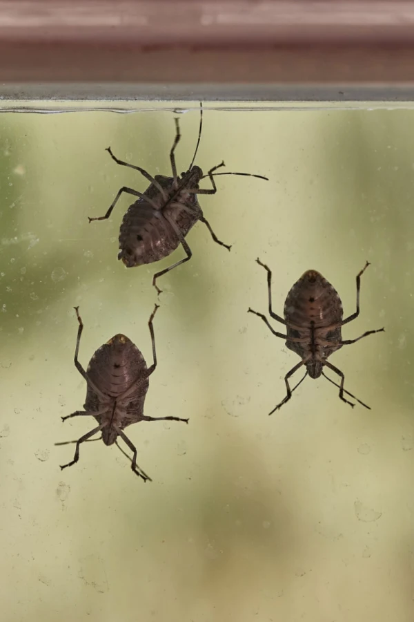 getting rid of stink bugs in the fall