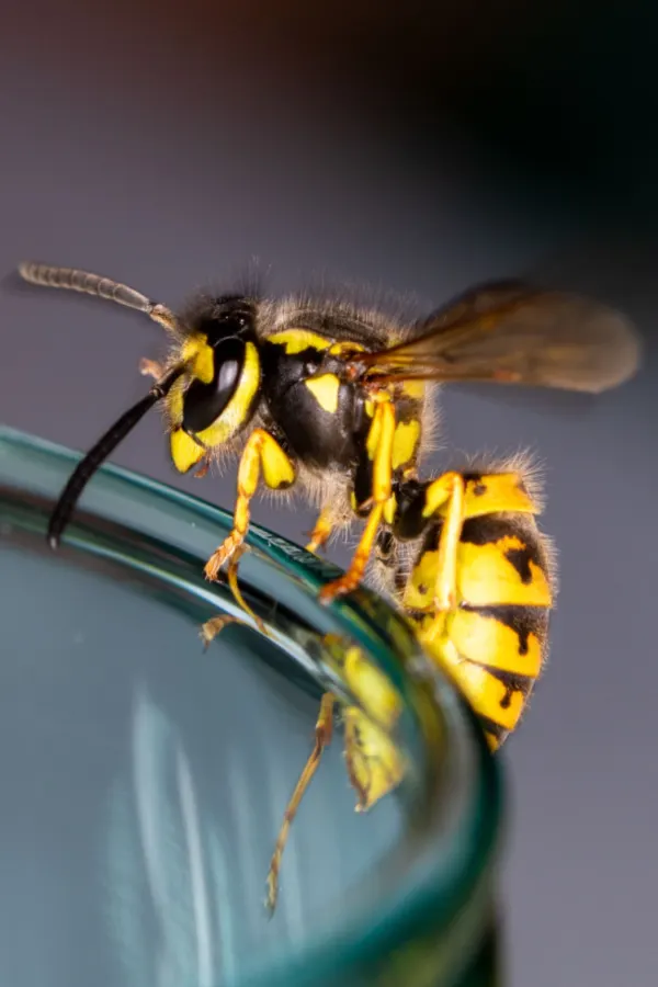 bees on a glass of wine