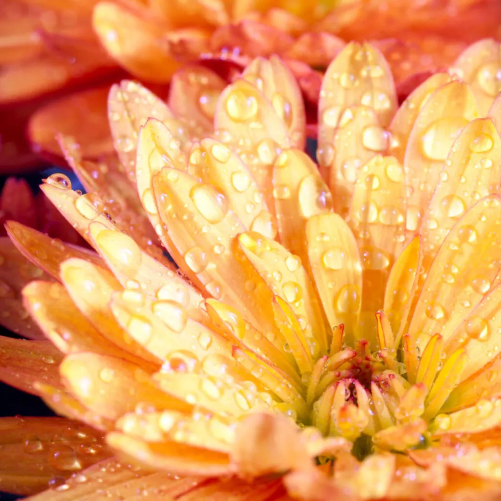 how to water mums for longer lasting blooms